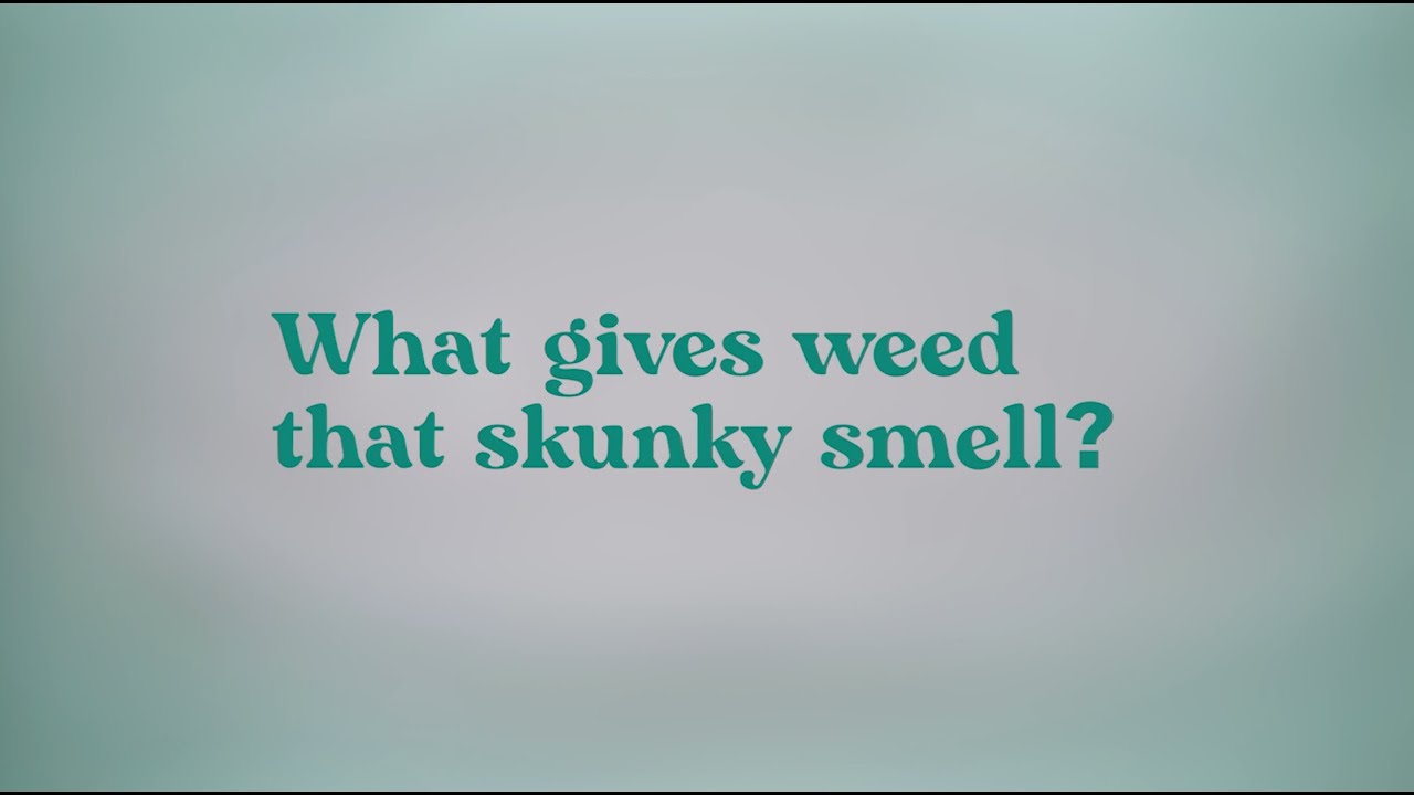 Unveiling the Science Behind Cannabis Aromas: The Secret of the Skunky Smell