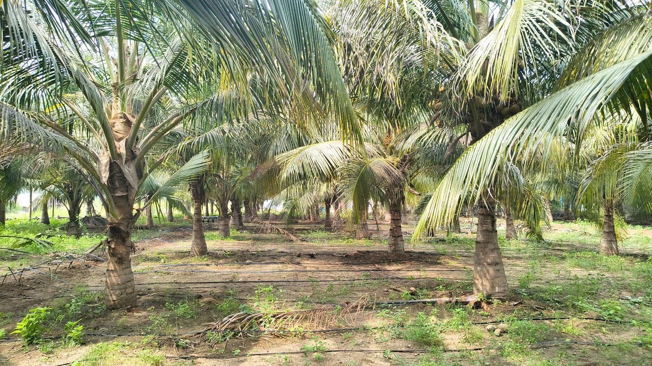 ஈரோடு (மா) கோபி (வ) அத்தானி அருகில் 2.12 ஏக்கர் தென்னந் தோப்பு விற்பனைக்கு 9585376767 #agriculture 