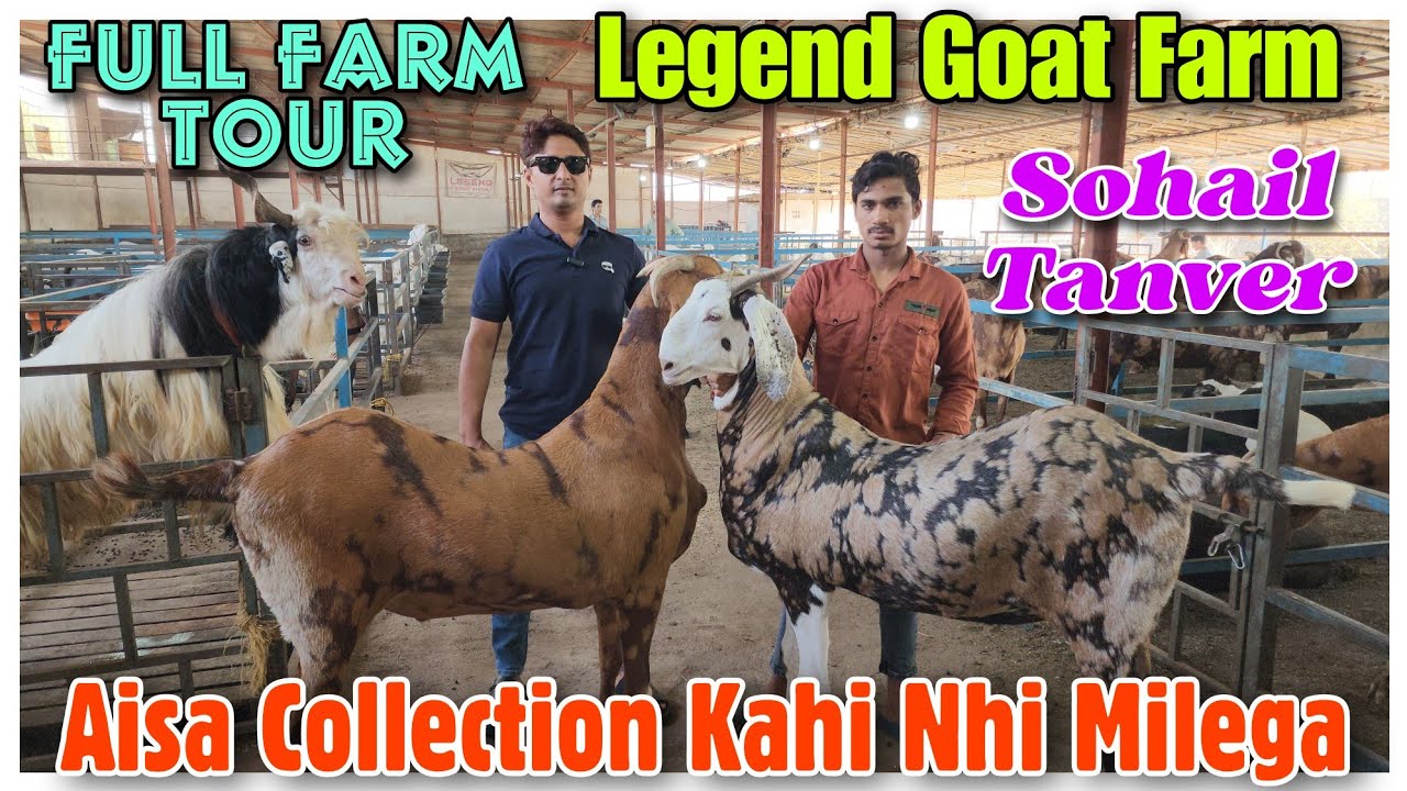 Legend Goat Farm Full Farm Tour In Padhga | Aise Bakre Kahi Nhi Milenge |