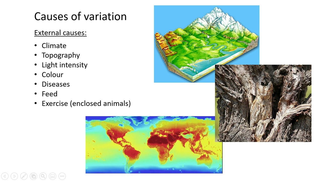 Animal genetics   Lesson 3