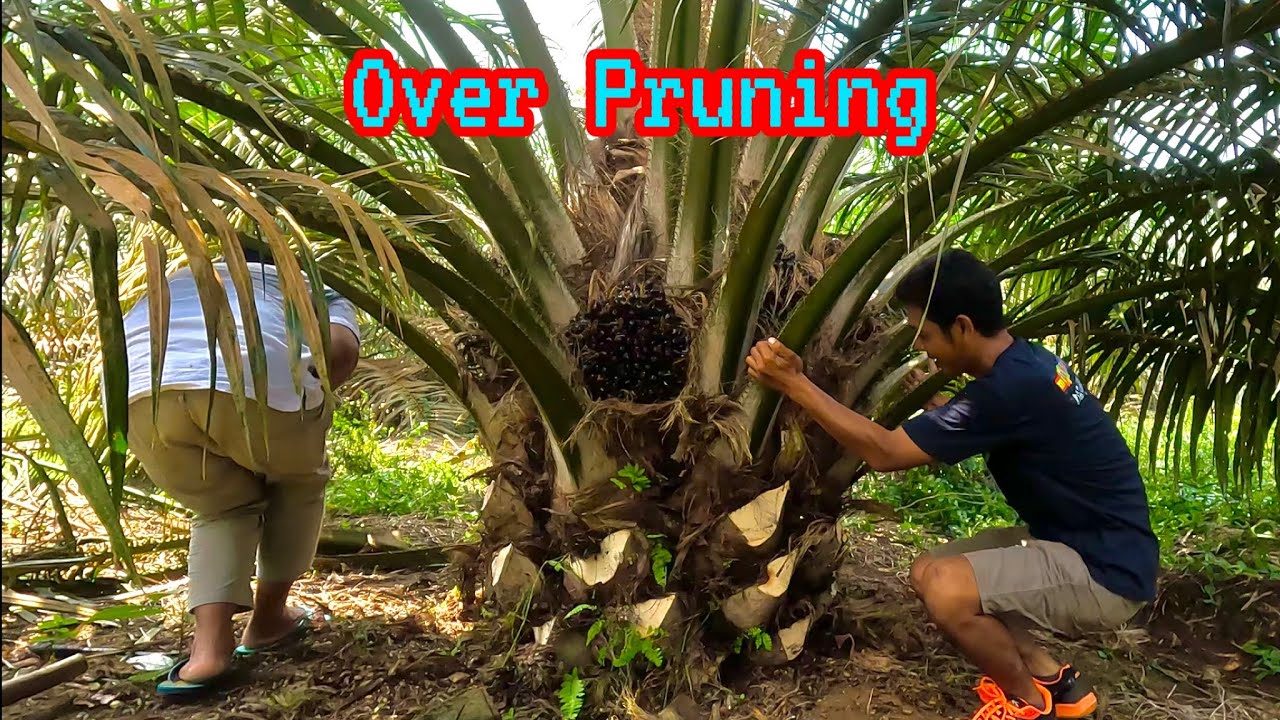 Contoh Kelapa Sawit Over Pruning