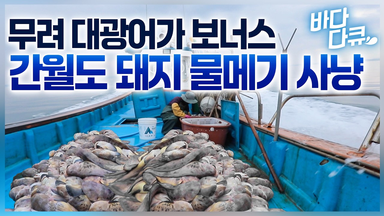 대광어는 보너스로 그냥 잡힌다는 ‘돈 벼락 바다’ 간월도 물메기 사냥/#바다다큐
