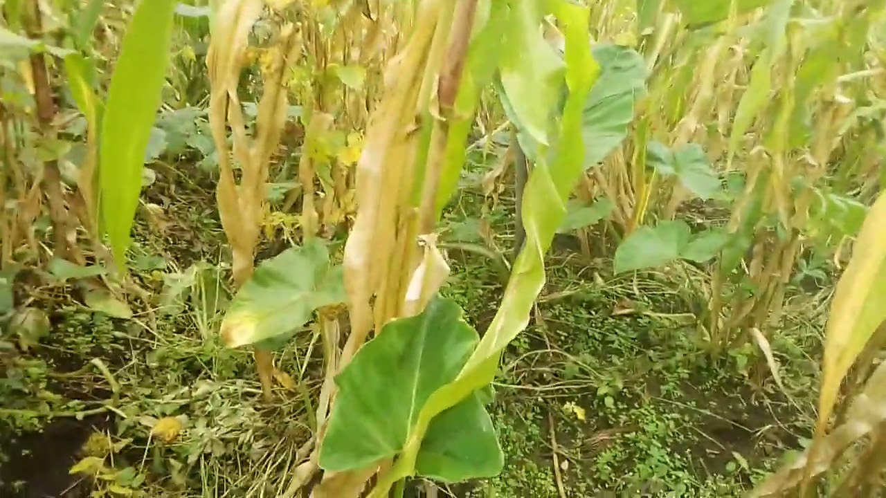 comment utiliser l'urine humaine, engrais bio et gratuit