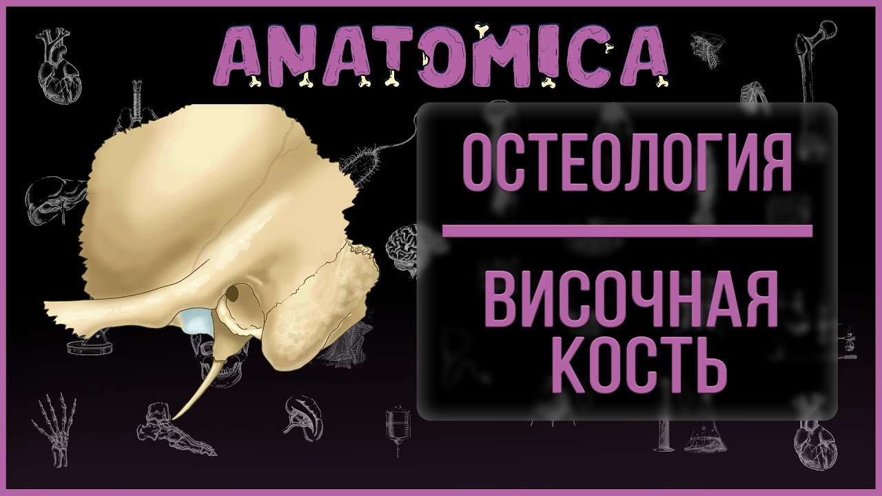 Височная кость  - анатомия / Мозговой череп / Остеология
