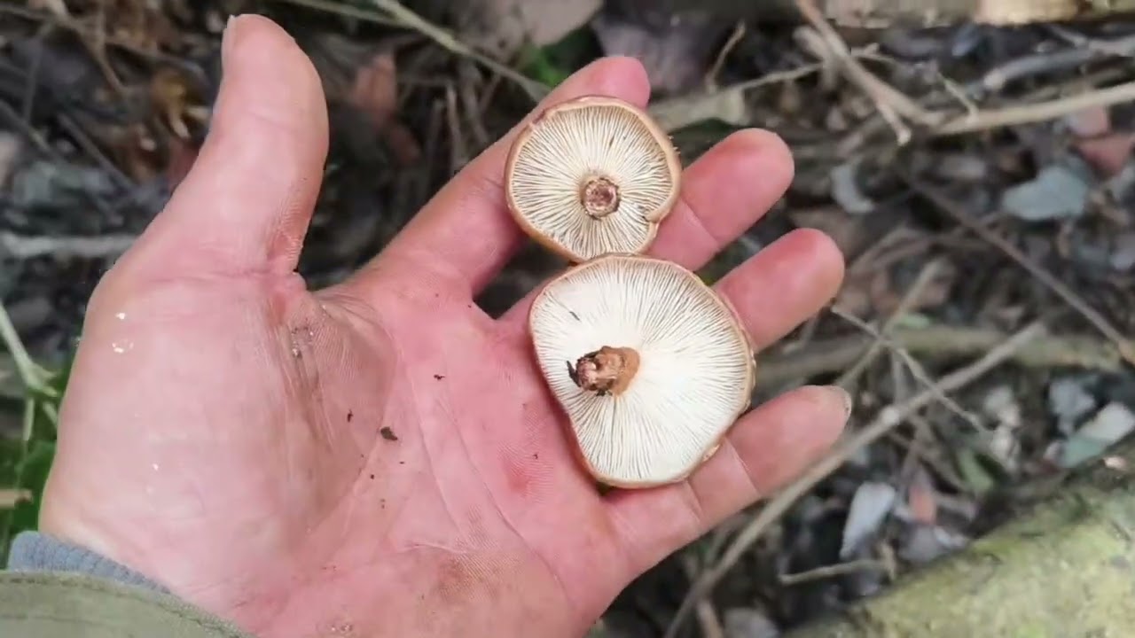 细雨蒙蒙老罗上山去找野生菌，运气爆棚摘到很多野生平菇摘到手软