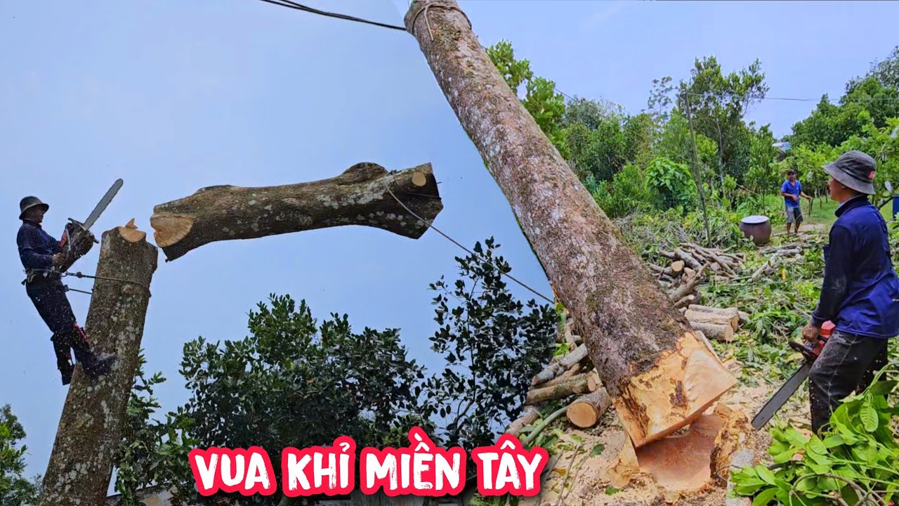Thót tim !!! Vua Khỉ cưa hạ gốc cây Xoài Cát Chu lớn nghiên vô nhà (phần cuối).