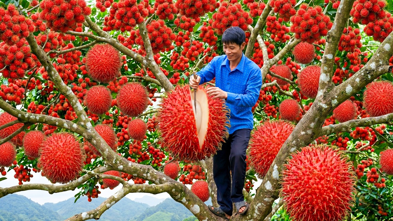 Harvesting 10 Tons of Wild Rambutans and Taking Them to the Village Market for Sell