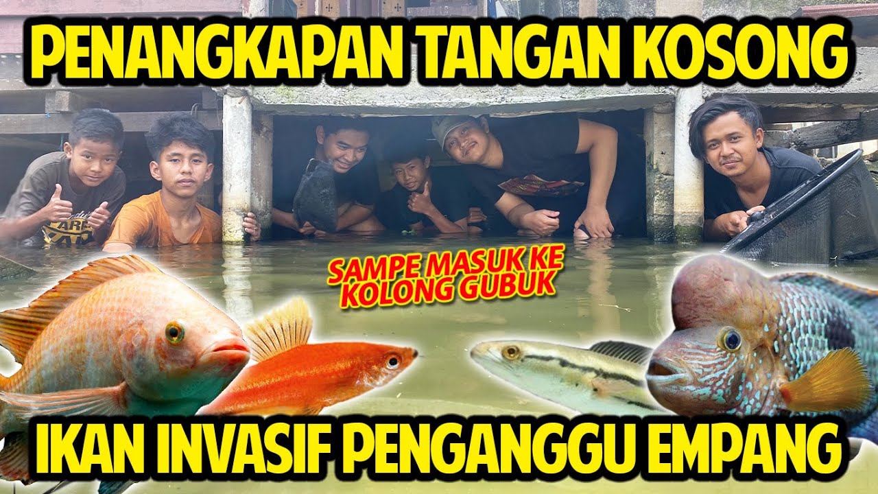 PENANGKAPAN IKAN INVASIF PENGANGGU EMPANG PAKE TANGAN KOSONG! GANGGU TAPI BAGUS BANGET! PELIHARA!