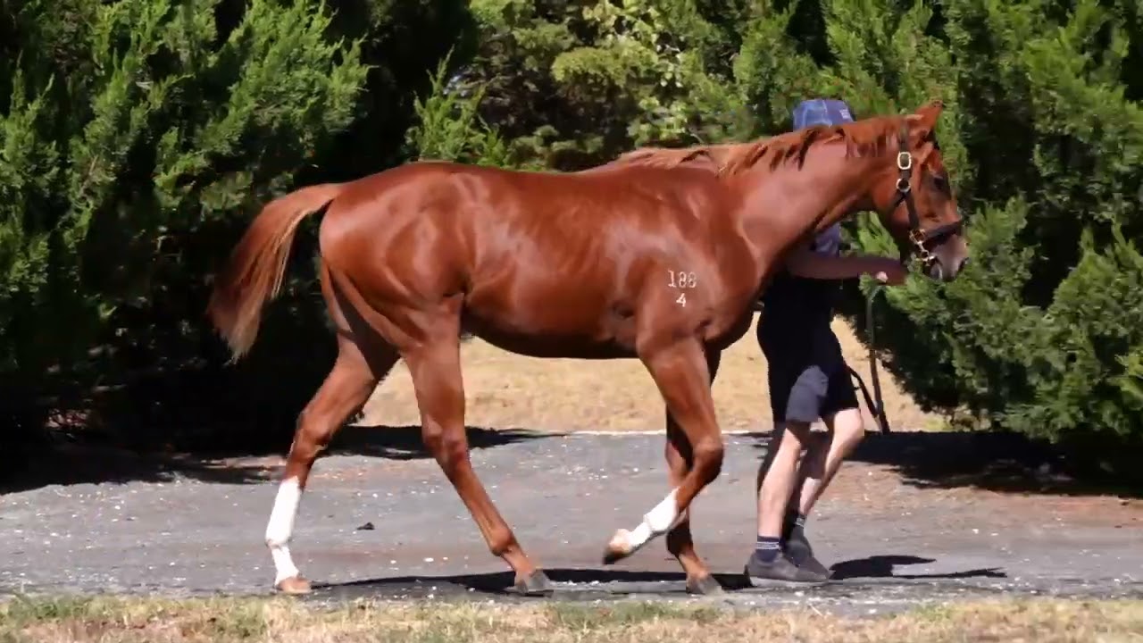 Be Amazing yearling colt parade video