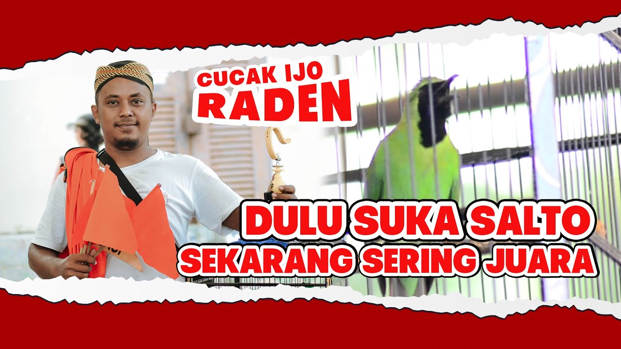 [CI RADEN] Karakter Cucak Ijo Salto Kini Sering Juara Cucak Ijo RADEN cucak ijo main nakal HoBi ID