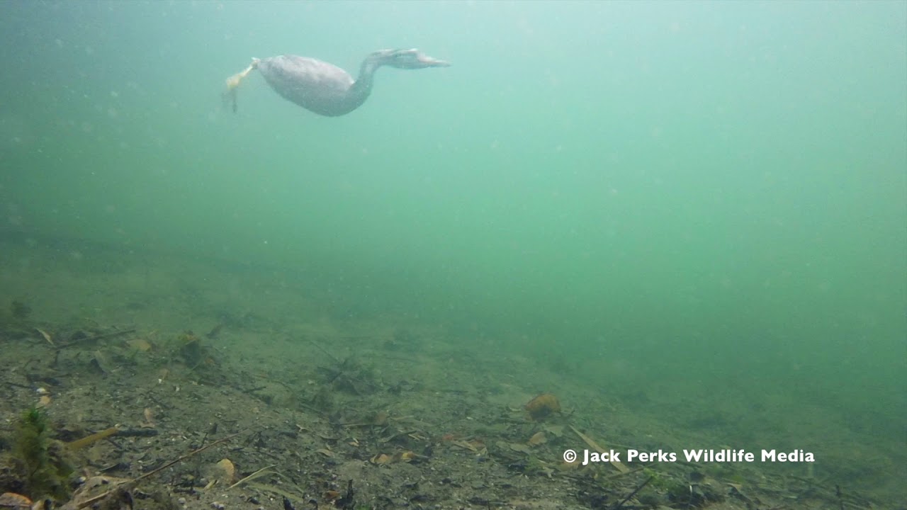 Great Crested Grebe Underwater