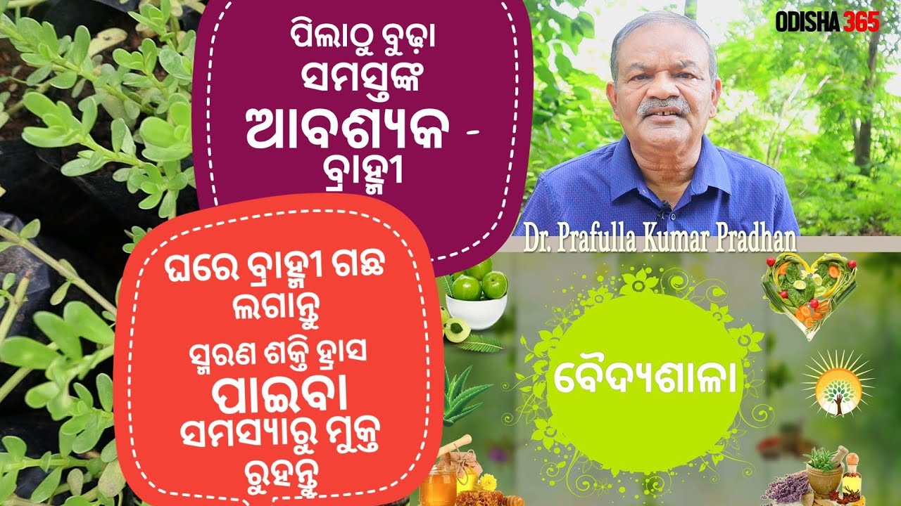 Brahmi | ବ୍ରାହ୍ମୀ | Memory Loss Treatment | VaidyaSala 4 | Dr. Prafulla Kumar Pradhan