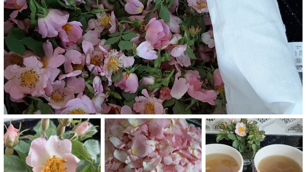 تقطير النسري/بدون قطار ولا مكينة اسهل وابسط طريقة لتقطير النسري