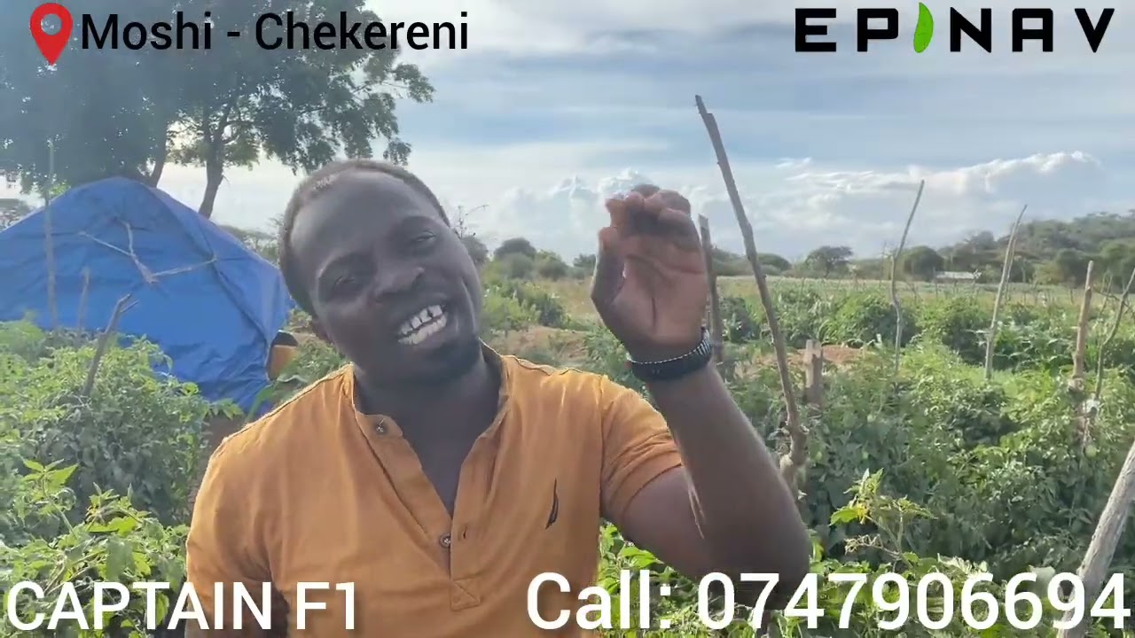 HIZI NDIZO SIFA KUU ZA MBEGU YA  #nyanya  #CAPTAIN_F1 IKIWA SHAMBANI #agriculture