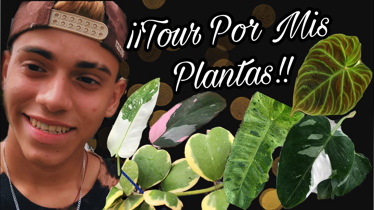 TOUR POR TODA MI COLECCIÓN DE PLANTAS DE INTERIOR O TROPICALES EN UN SOLO VIDEO🪴😱😍✨