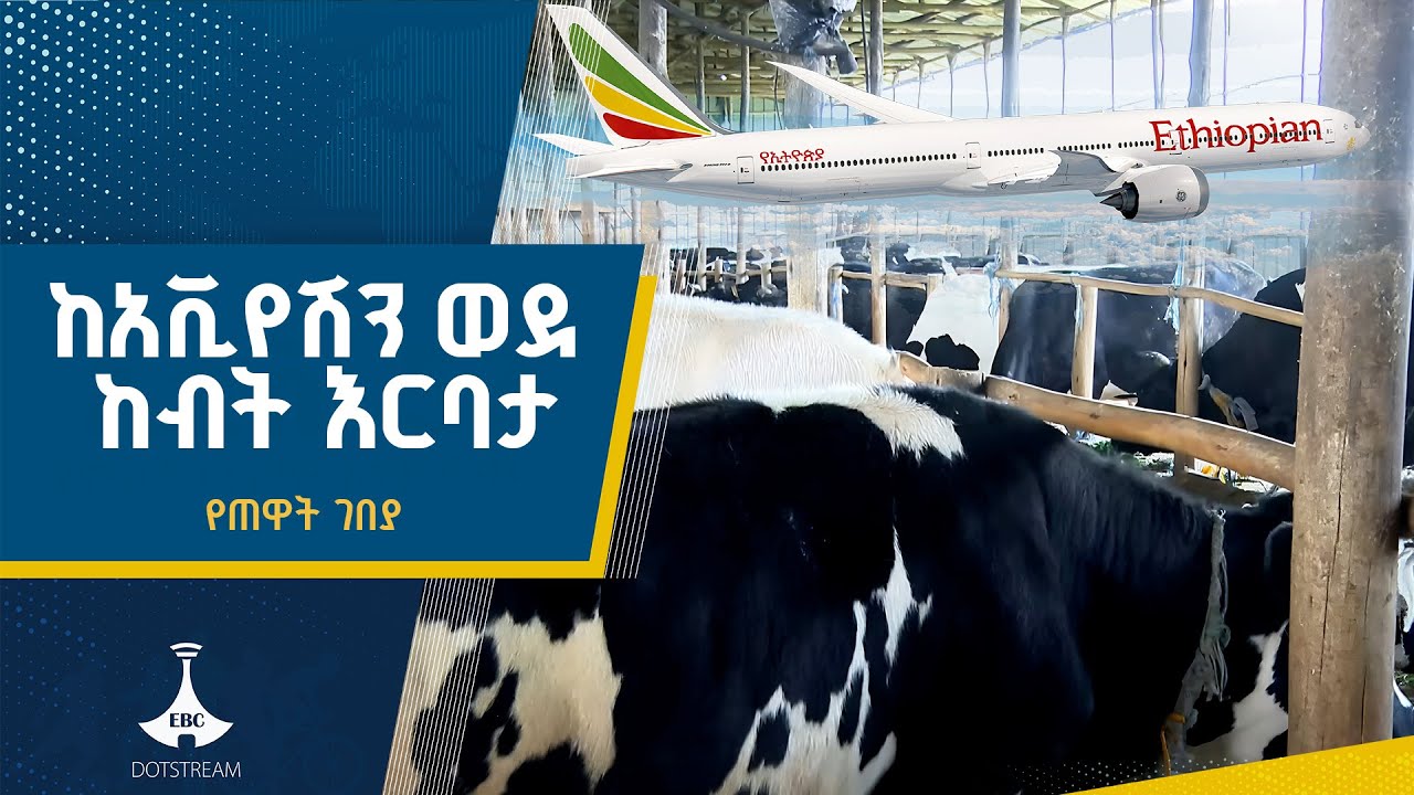 ከአሜሪካ የተደላደለ ኑሮ ተመልሰው በወተት ከብት እርባታ የተሰማሩት ኢትዮጵያዊ  ETV | EBC | EBCDOTSTREAM