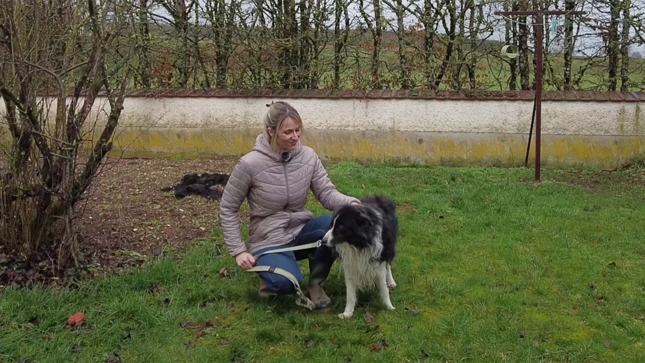 🍀 Tuto Nature du JHM : Les bases pour former un chien au cavage