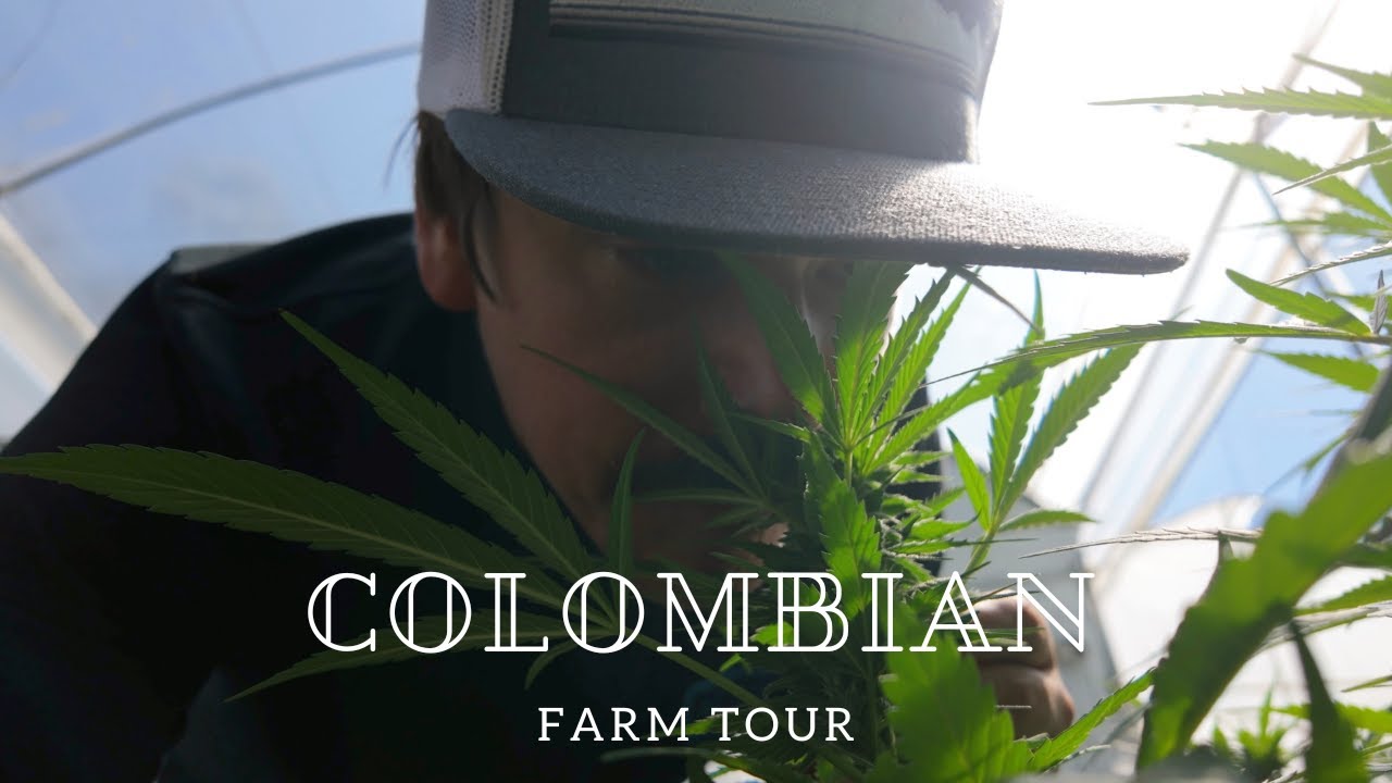 The Hidden World of Colombian Cannabis: A Farm Tour