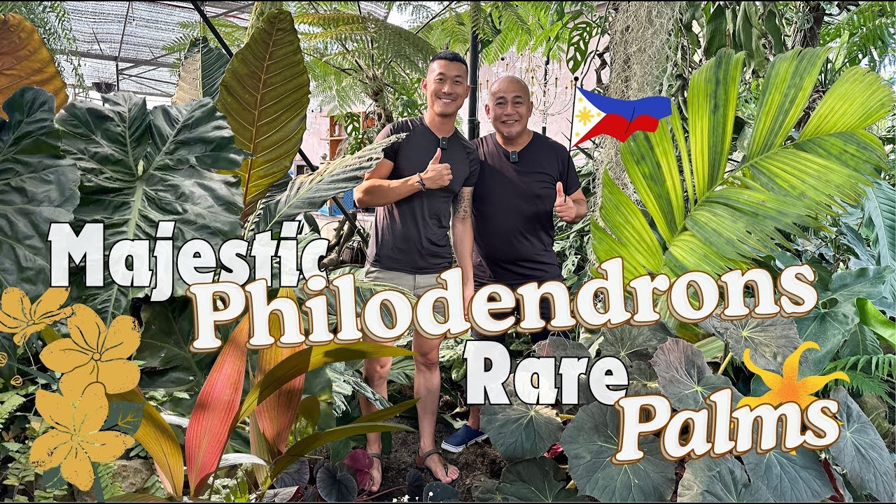 Arid & Aroids 🇵🇭 Private Botanical Garden - Massive Philodendron and Rare Palm 🌴 Collection