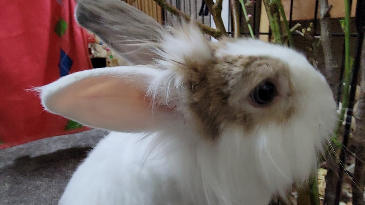 Bunny mofu is live! 12 FEB 2026 #可愛い #かわいい #bunny #rabbit #cute #ふわふわ #うさぎ #relaxing #動物 #viralvideo