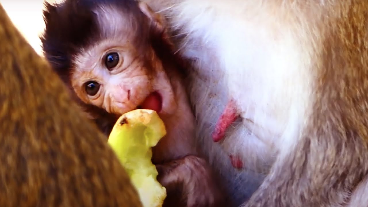 Adorable baby monkey Vegan looks very hungry to eat food