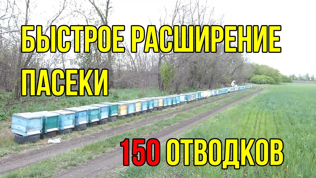 Отводки пчел  , Как сделать отводок пчел