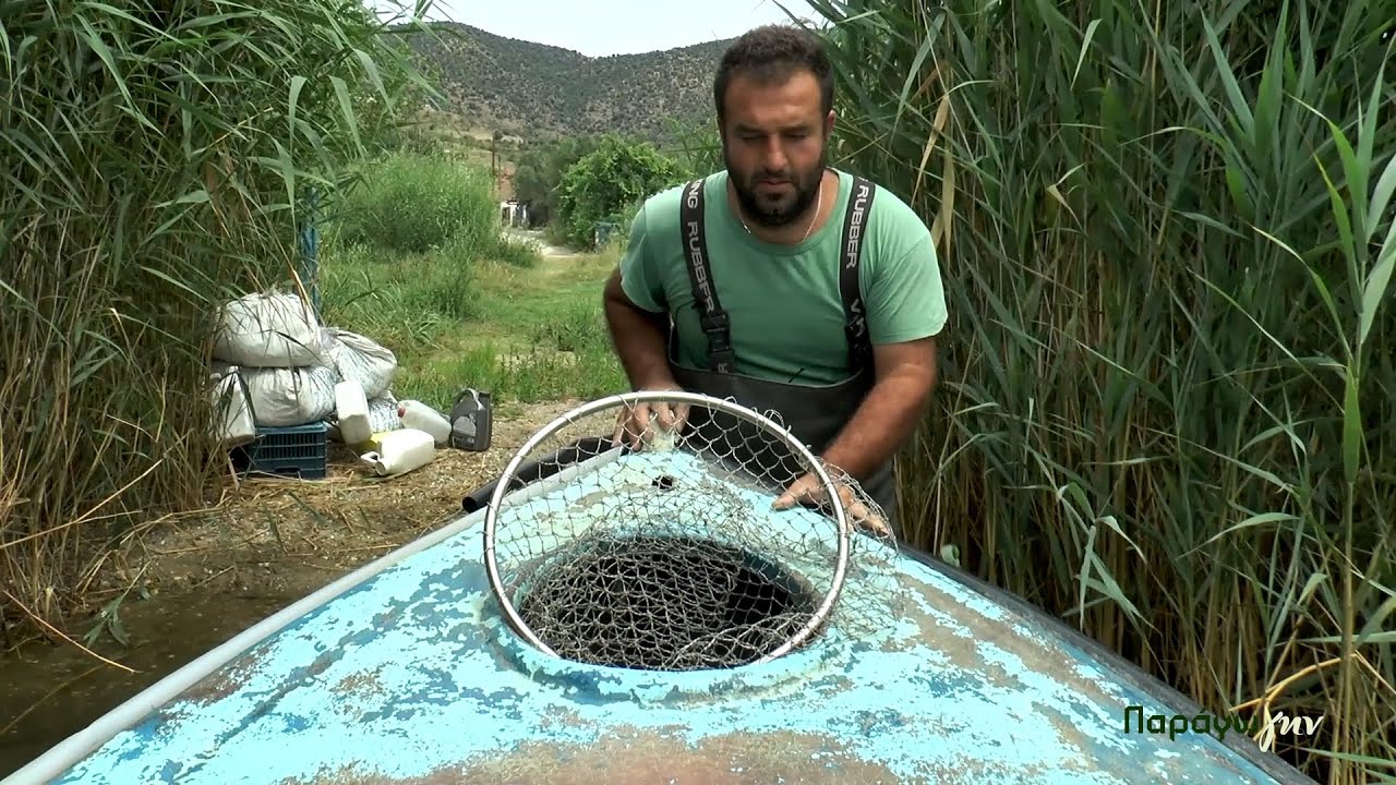 ΠΑΡΑΓΩΓΗΝ, Σεζόν 1, Επ.06: Ψάρια γλυκού νερού, Λίμνη Βόλβη