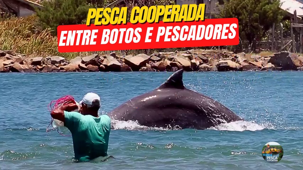 PESCARIA DE TAINHAS COM AJUDA DOS BOTOS EM LAGUNA SC