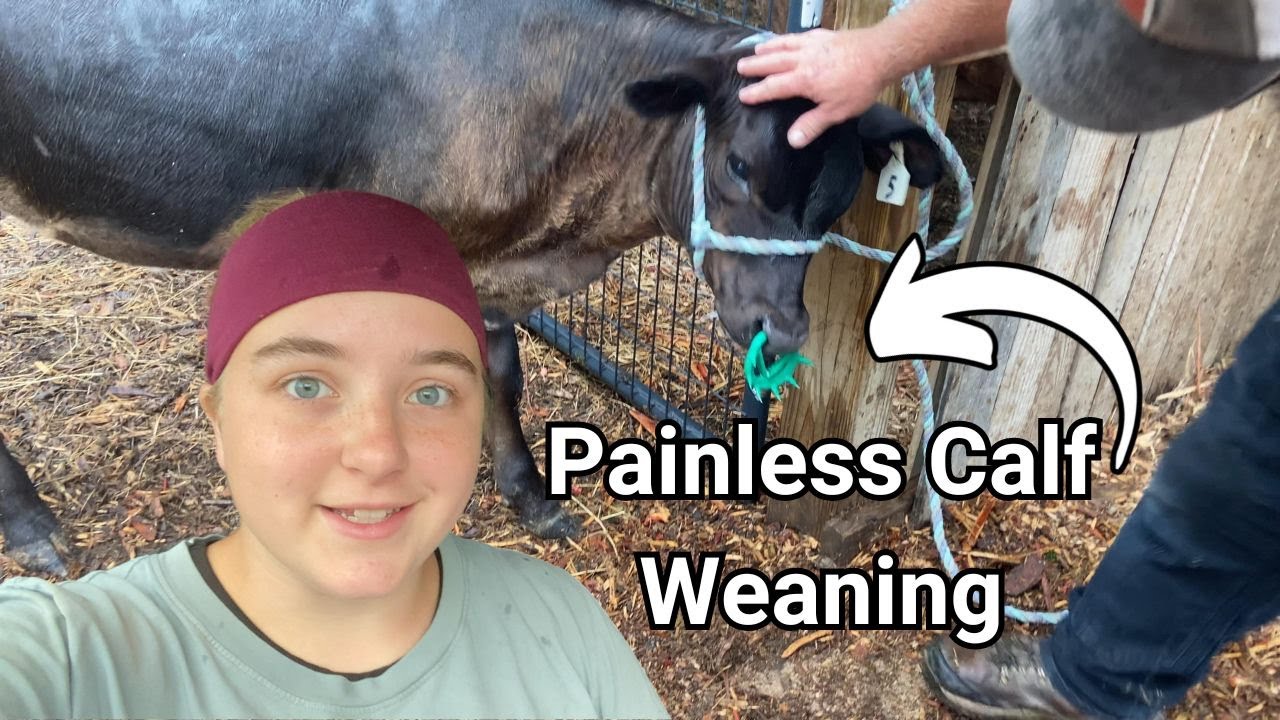Weaning Our 4-Month-Old Calf With Ease! ~ PAINLESS METHOD