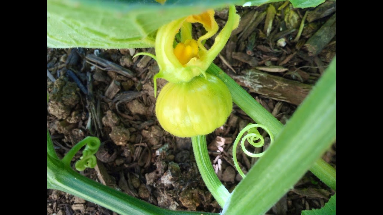 ~Spring 2013 Garden Update #3~ Glass Gem Corn, Pole Beans, Mammoth Sunflowers and More!