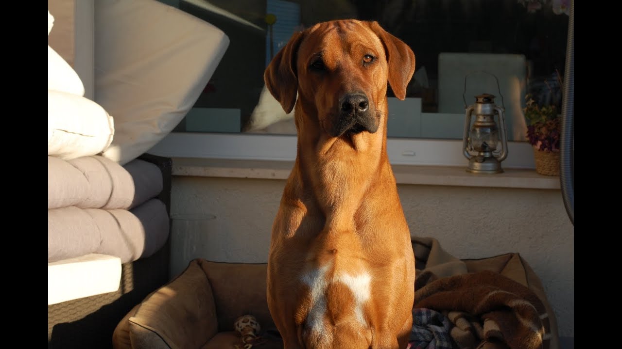 Hund Berry stellt den Dieb,  Stephan May, Partenheim