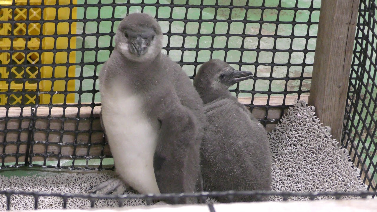 フンボルトペンギンの雛『えだまめ』と『ささだんご』 (東武動物公園) 2018年3月31日