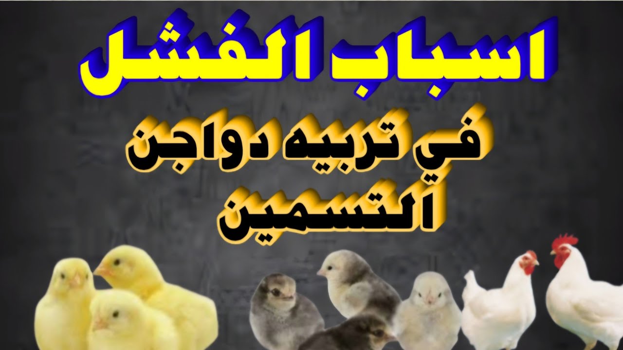 ‪الجانب المظلم في تربيه دواجن التسمين#دواجن_اون_لا_