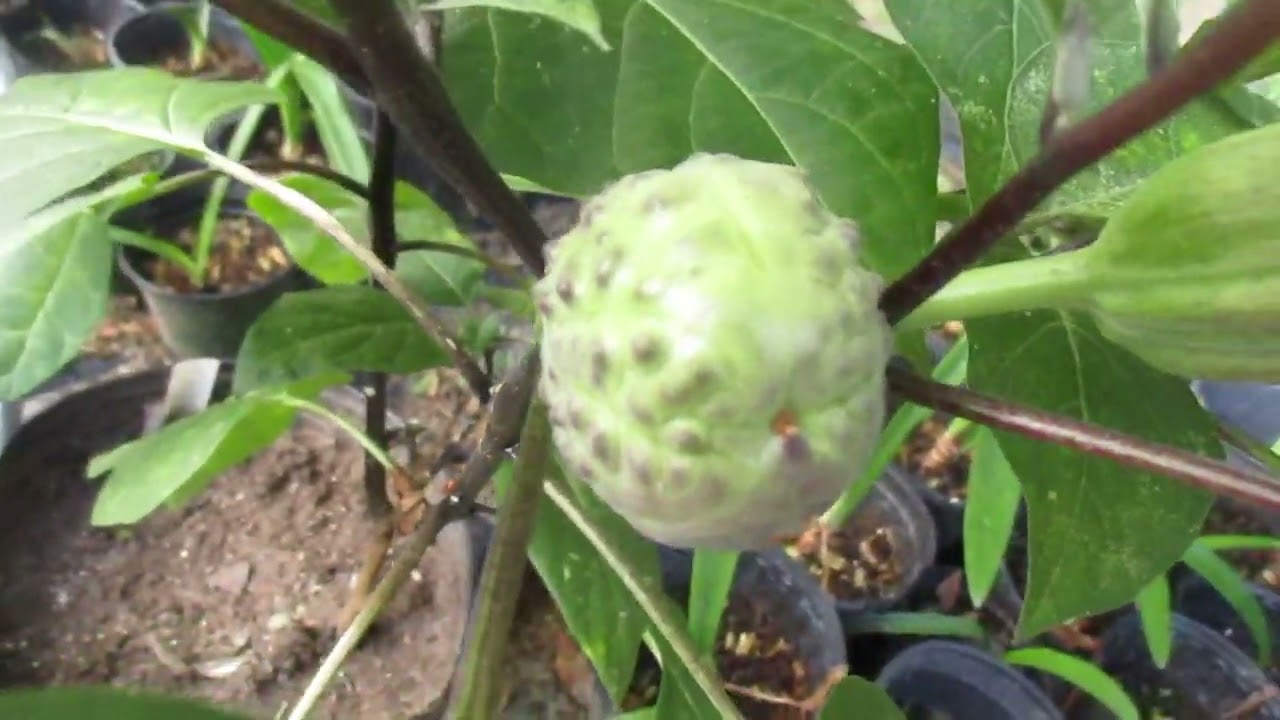 Datura Metel or  Double Purple Trumpet Plant, Angel's Trumpet, Devil's Trumpet, Blossom in bloom.
