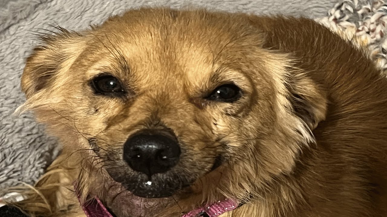 Dog's innocent smile hides her heartbreaking past
