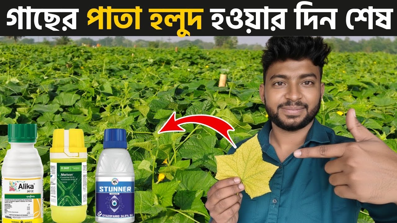 শসা গাছ চিরতরে সবুজ রাখার গোপন পদ্ধতি। চার মাস বয়সেও শসা গাছের পাতা লাল হবে না।Reupload 