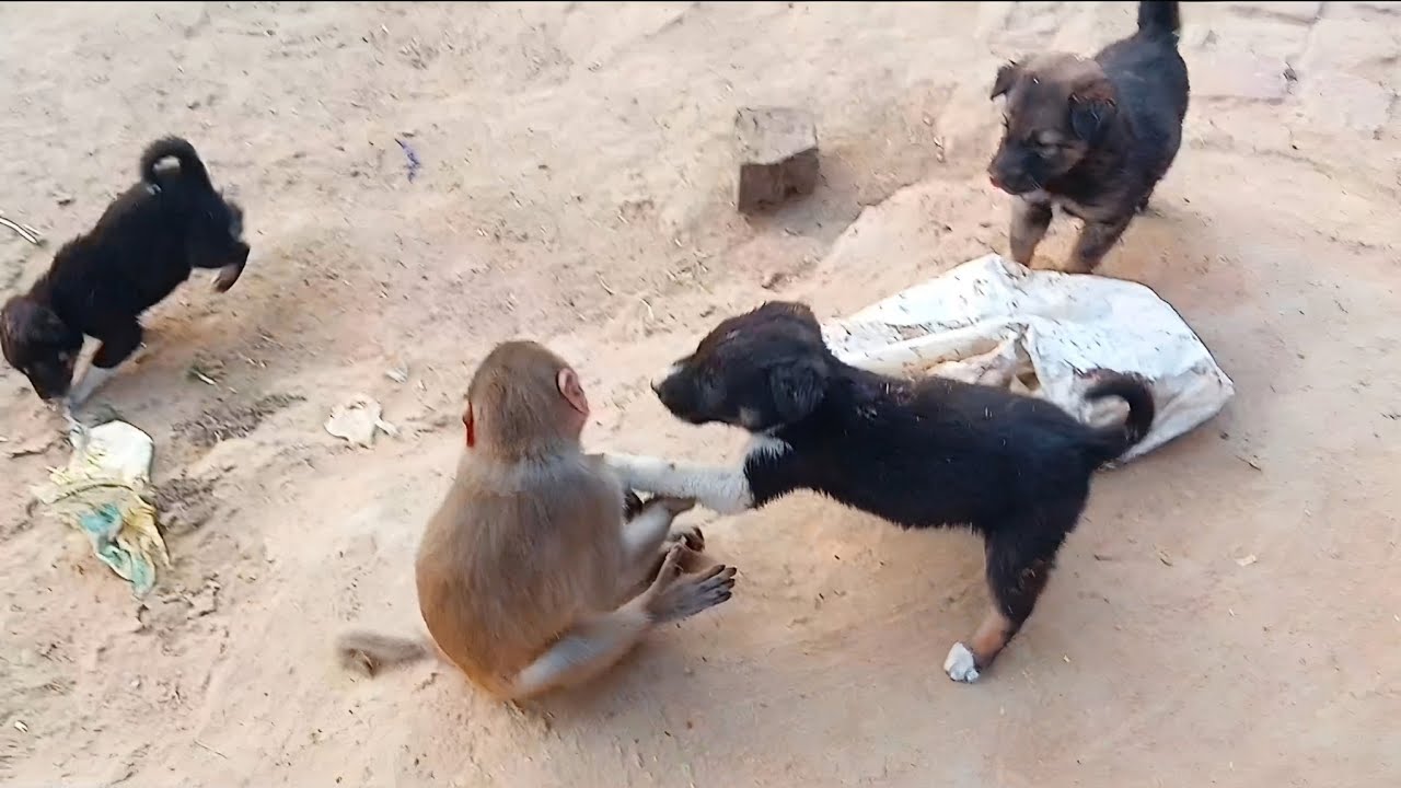 DOG 🐶 VS MONKEY 🐒 FIGHT | HANUMAN VS PUPPY PLAYING 😂