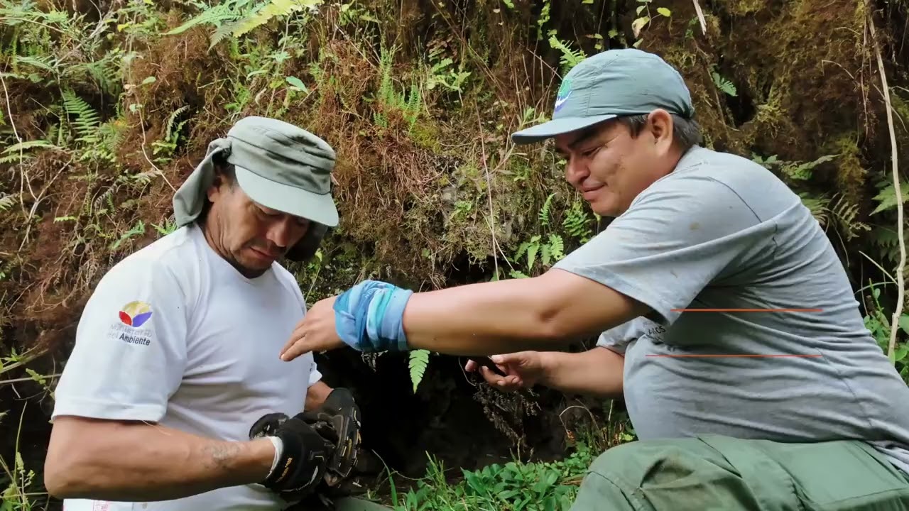 Saving the Gal&aacute;pagos Petrel