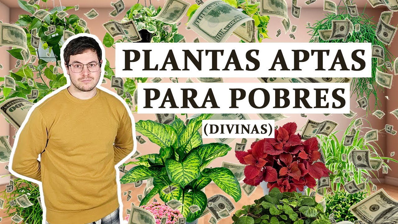 Las 8 Plantas más Baratas para la Casa