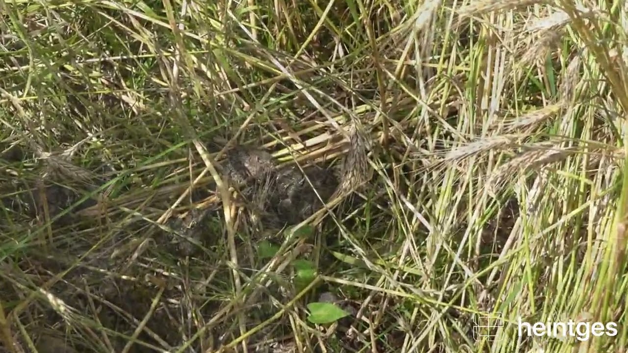 Wildsch&auml;den im Feld