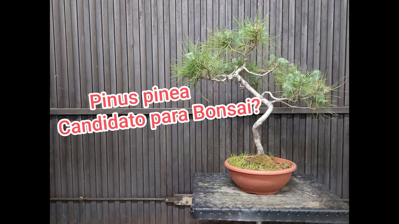 Pino piñonero. Características y dificultades. Parte 1@mbrafifi1
