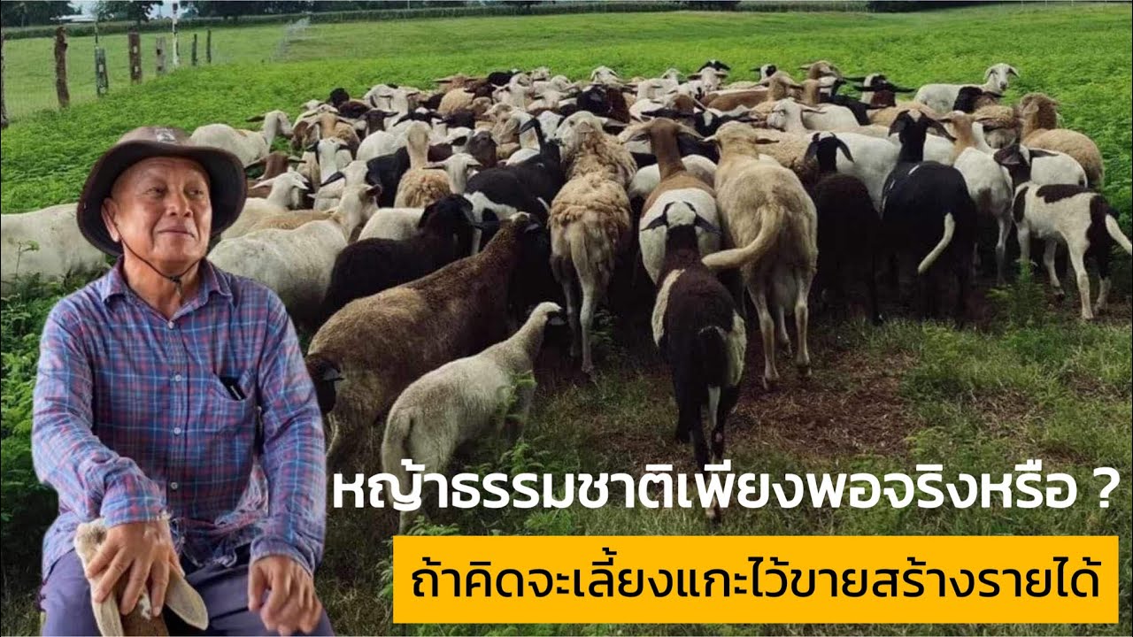 หญ้าธรรมชาติเพียงพอจริงหรือ? ถ้าคิดจะเลี้ยงแกะไว้ขายสร้างรายได้ #แกะลำสนธิ @ชุมชนคนเลี้ยงแกะ