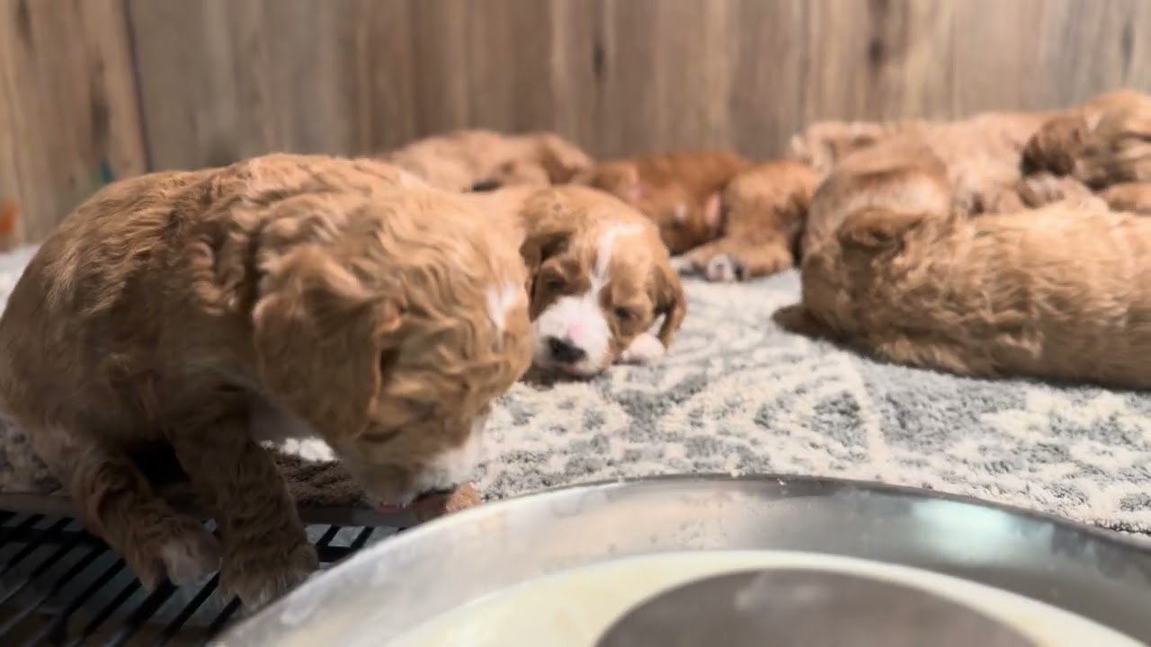 Peaches Eating and Playing 