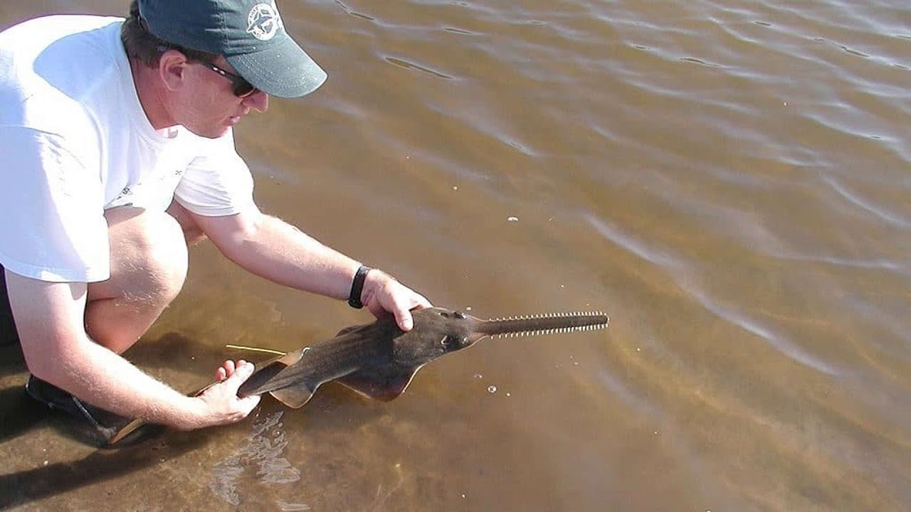 Million-Year-Old Prehistoric Sawfish Resurfaces From The Depths Near Florida