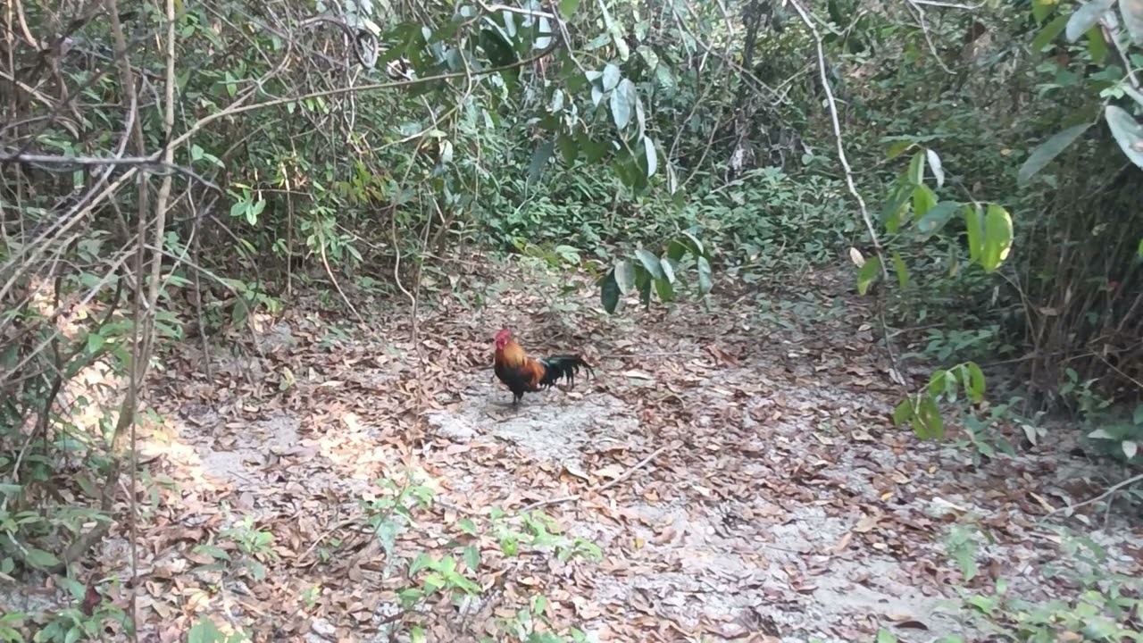 ต่อไก่คือวิถีที่ชอบสำหรับผม