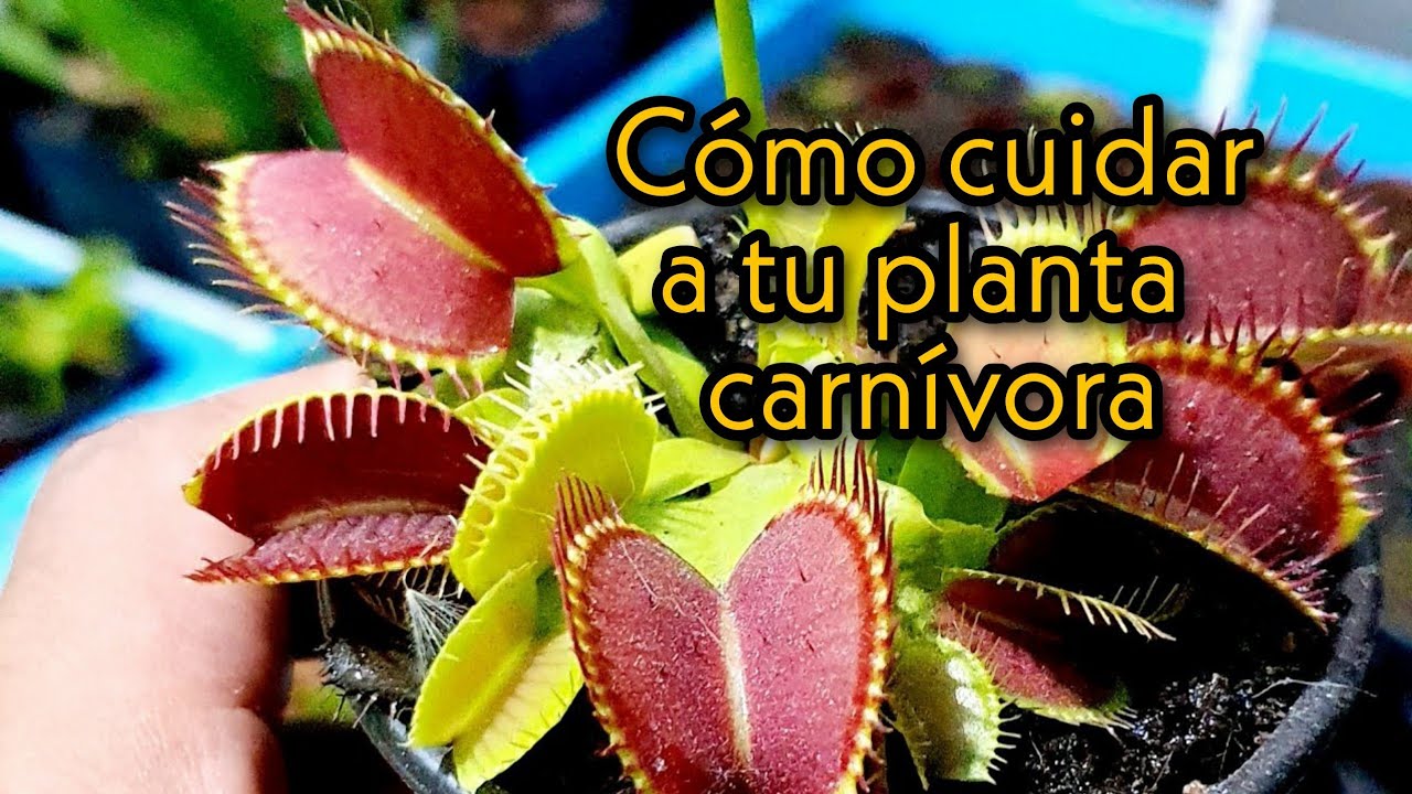 Plantas carnívoras - Dionaea Muscipula y su ciclo de vida (Venus atrapamoscas)