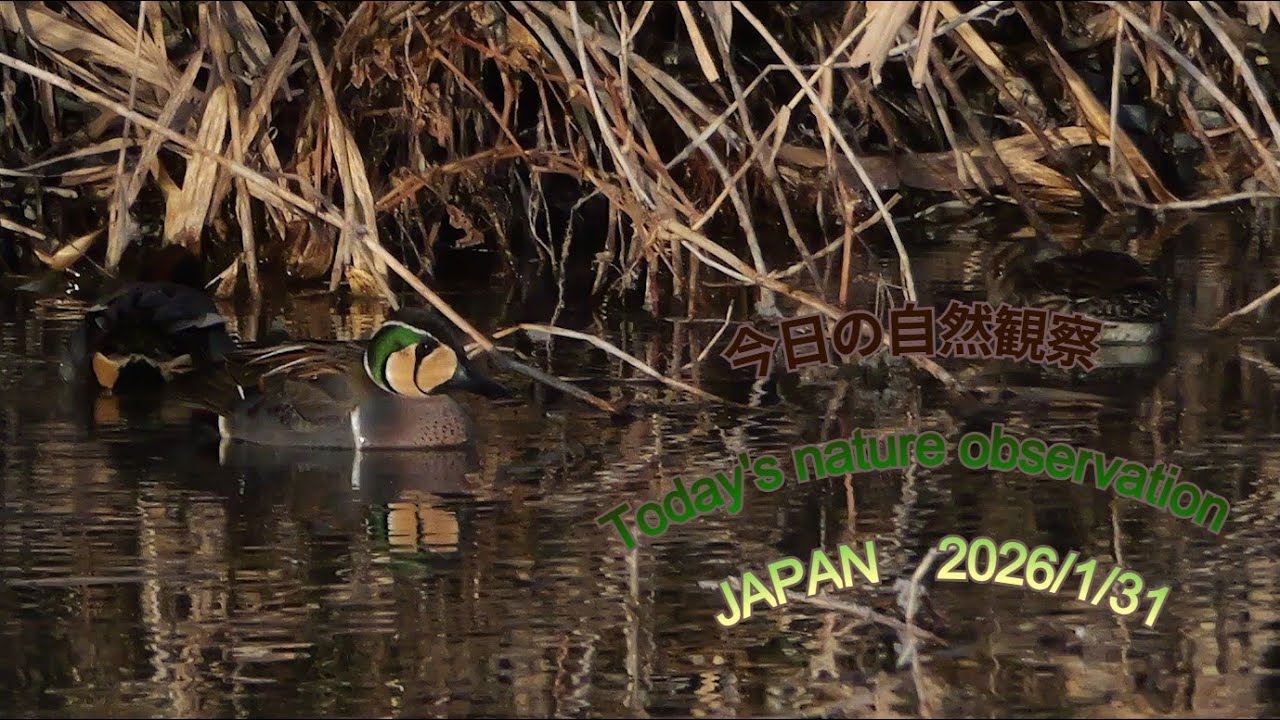 今日の自然観察　Today's nature observation　JAPAN  2026/1/31