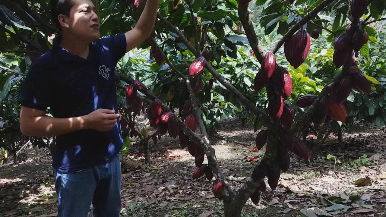 🌱CACAU A PLENO SOL PRODUÇÃO DE 200@ POR HECTARE, ÁREA DE COSME RANGEL - TFR CONSULTORIA AGRÍCOLA.