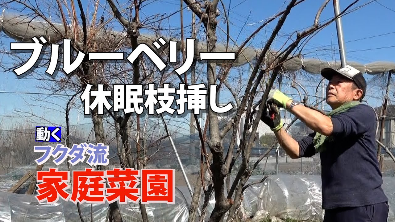 【家庭菜園】ブルーベリーの休眠枝挿し　徒長枝の使用も可能（おまかせ菜園フクダ流）