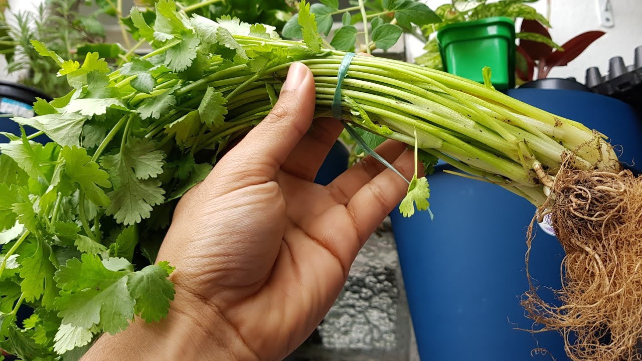 Nunca mais jogue fora essa parte do coentro ( veja o resultado)